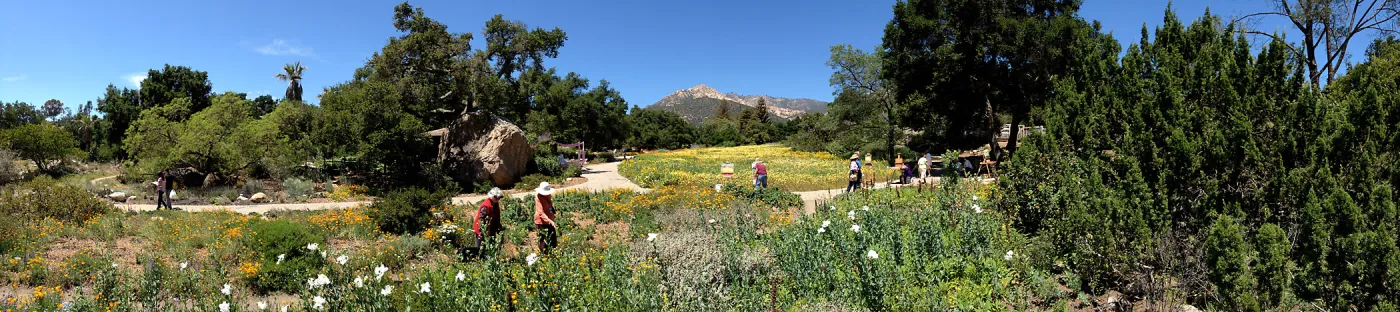 panorama, spring wildflower Meadow, 2014, SBBG