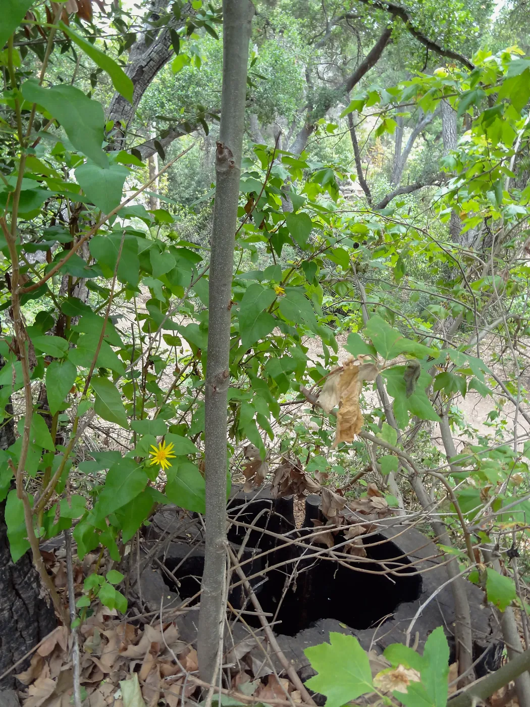 Sycamore, Canyon Section, 5 years post Jesusita Fire