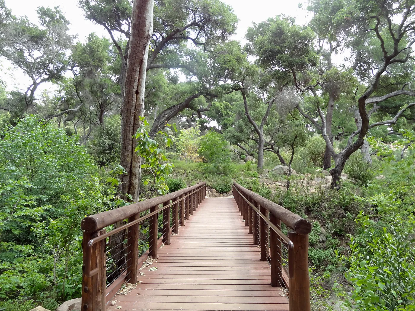 Campbell Bridge, 5 years post Jesusita Fire