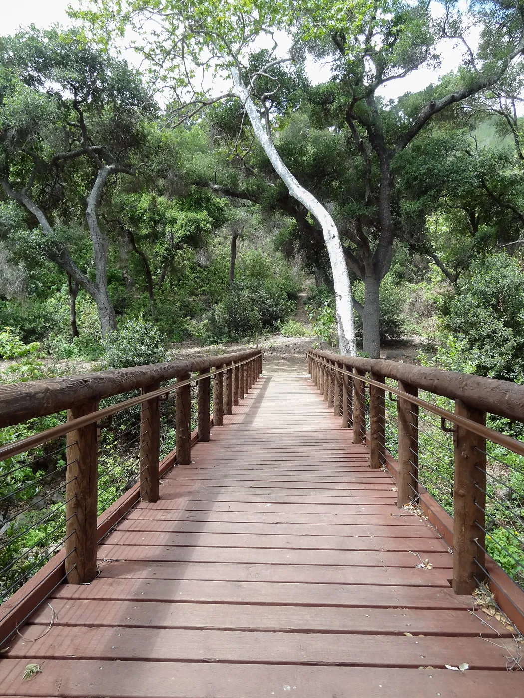 Campbell Bridge, 5 years post Jesusita Fire