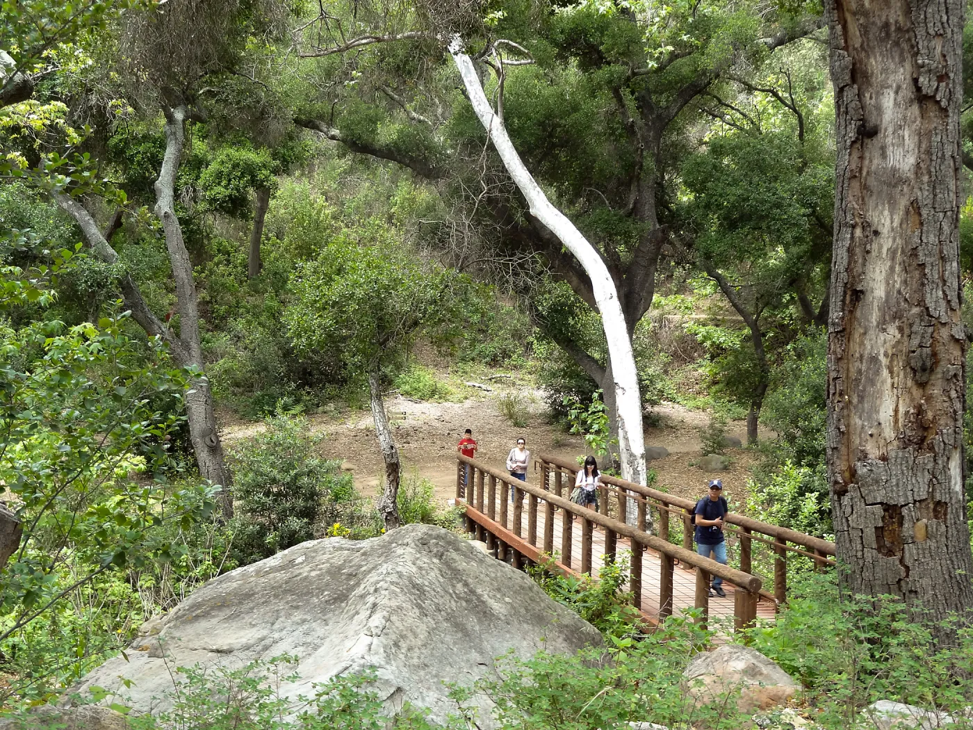 Campbell Bridge, 5 years post Jesusita Fire