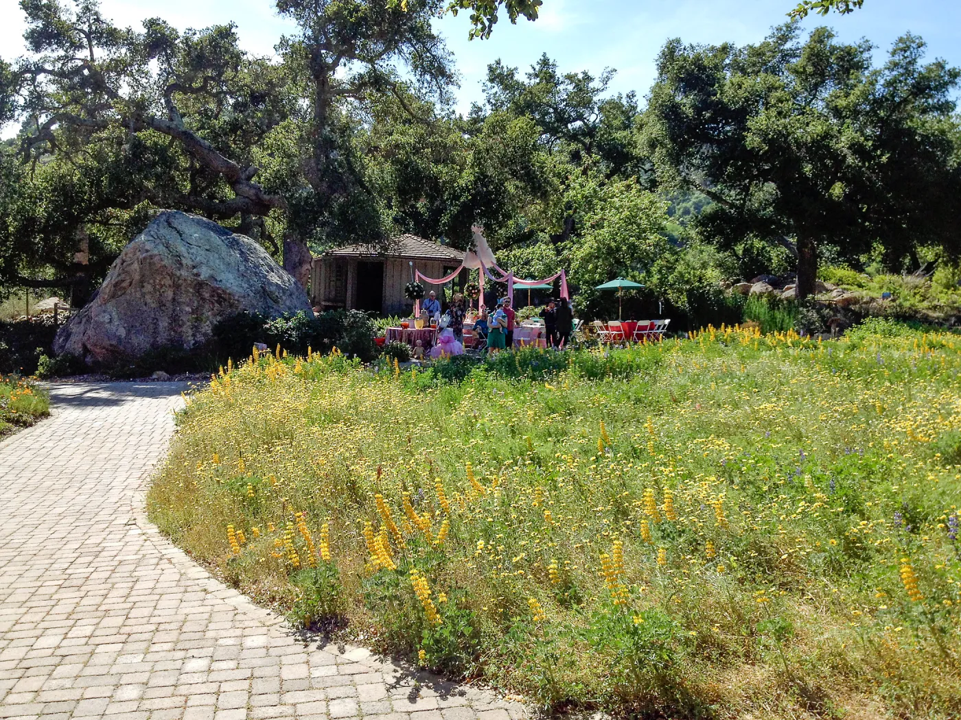 Private event, spring wildflower Meadow, 2014, SBBG