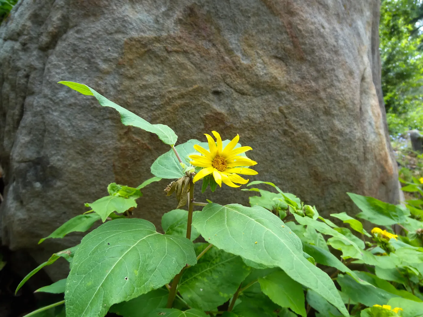 canyon sunflower, sandstone boulder, Campbell Trail