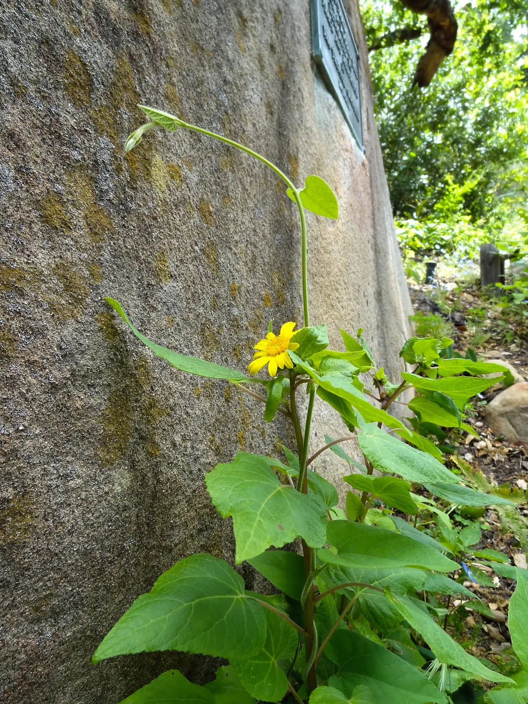 canyon sunflower, sandstone boulder, Campbell Trail