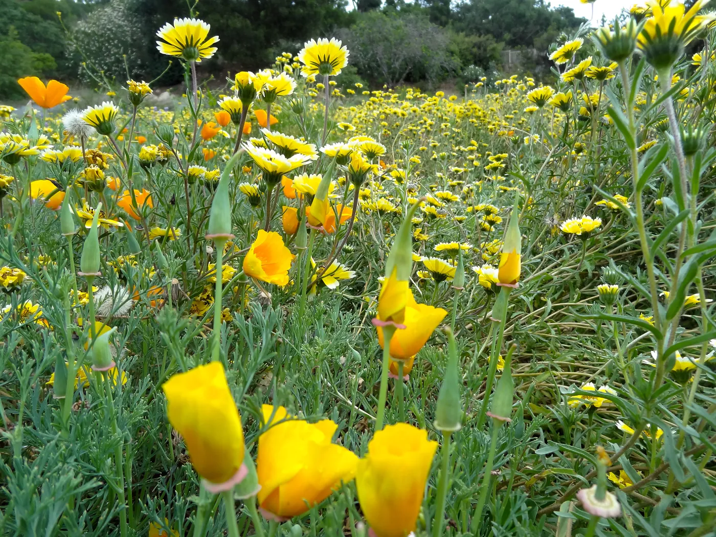 Spring wildflower display in the Meadow (tidy tips) (California poppies)