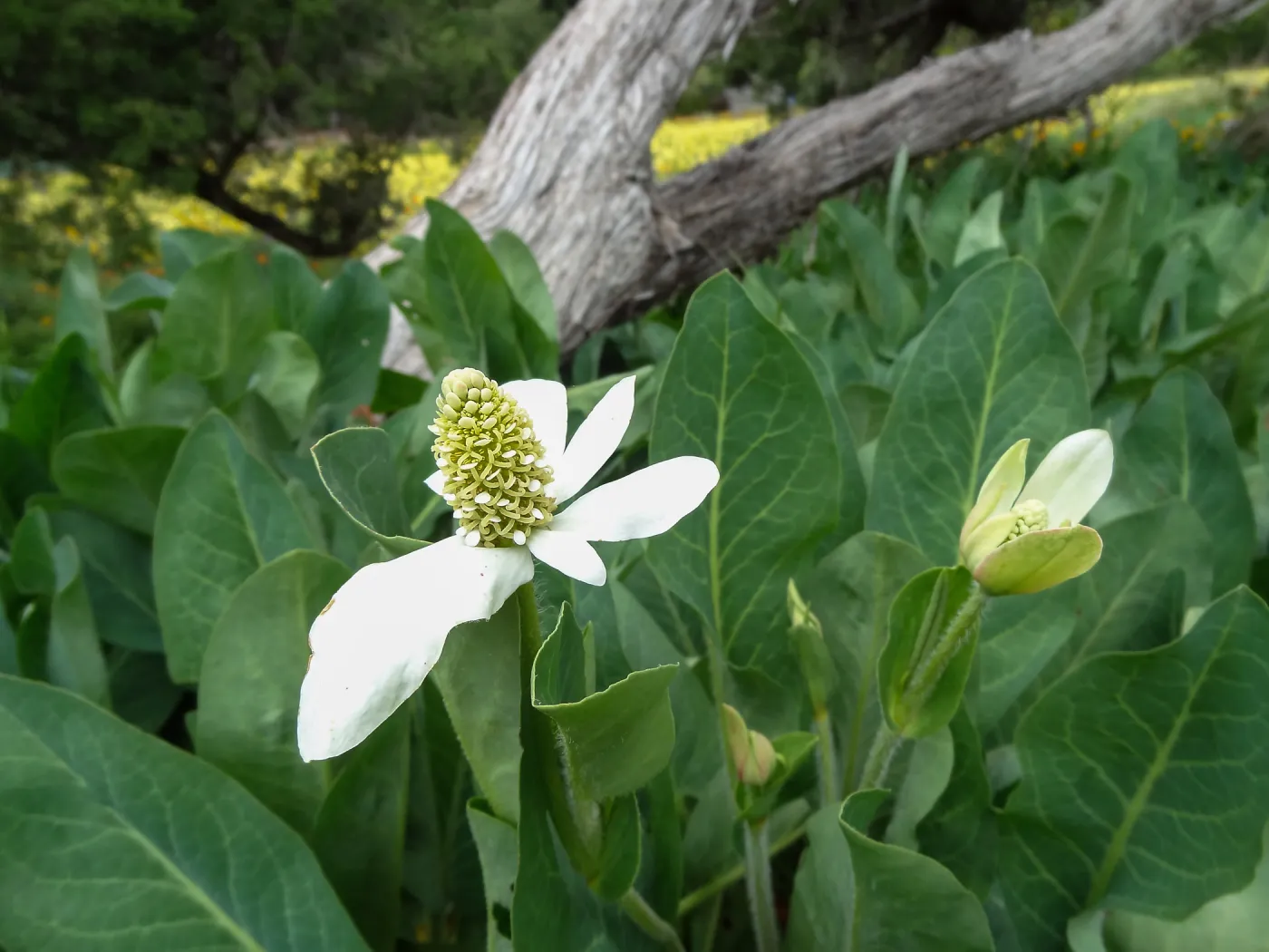 Yerba Mansa blooming in the Garden