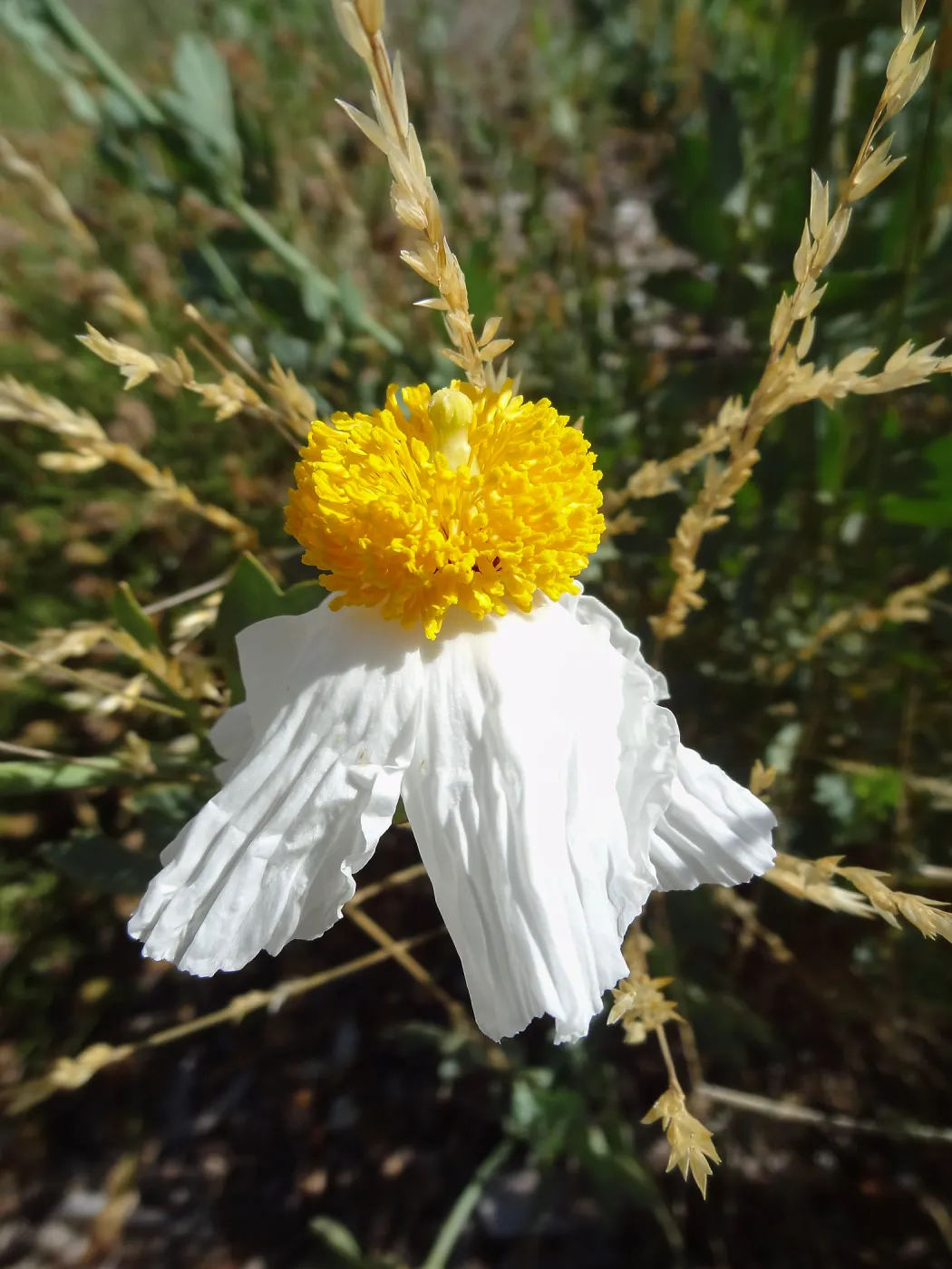 Matilija poppy flowers, Porter Trail