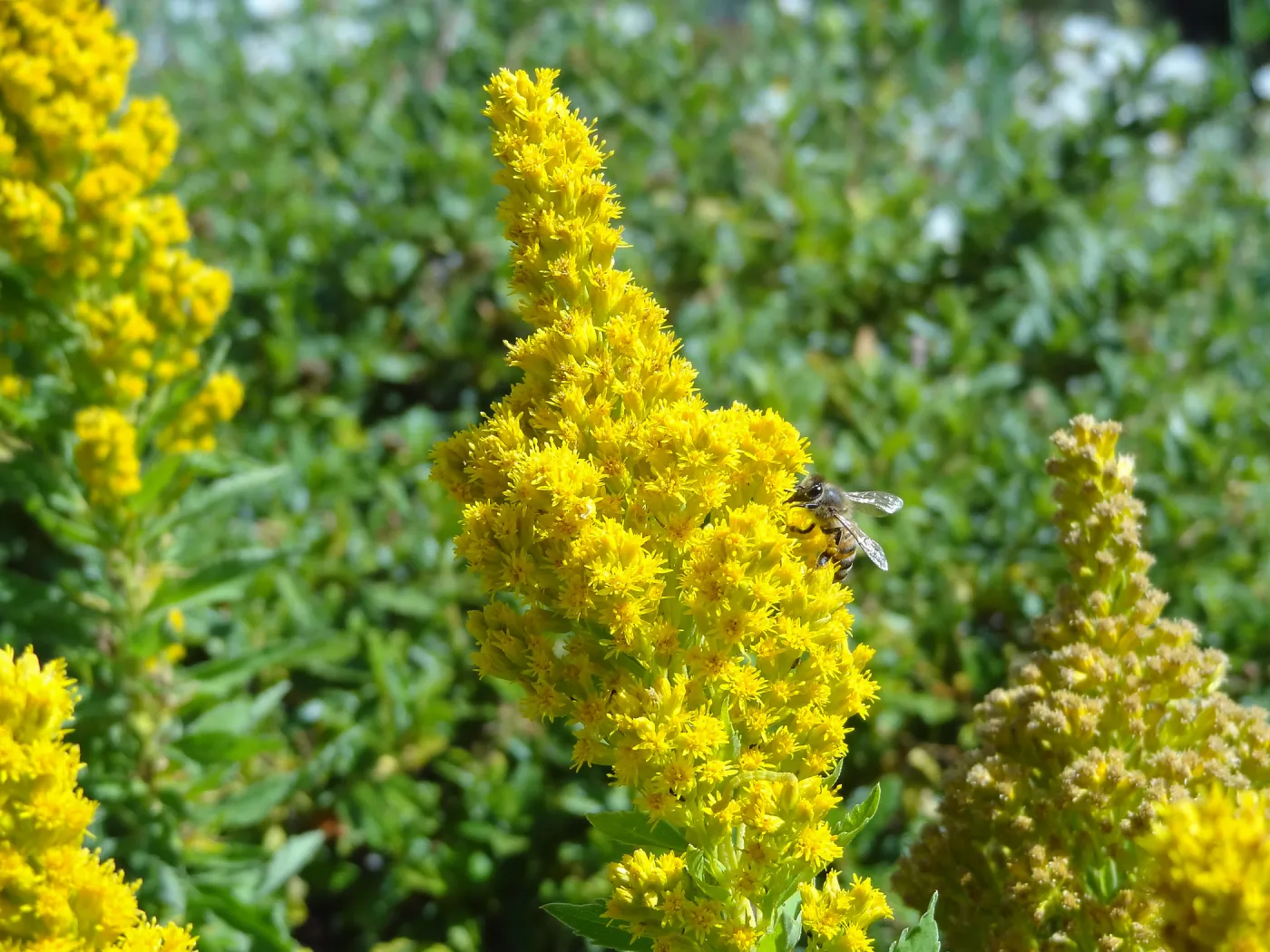 Solidago, bee, Porter Trail