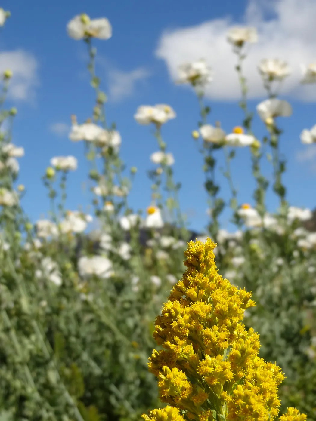 Solidago, Porter Trail