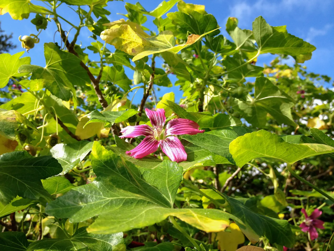 lavatera in bloom