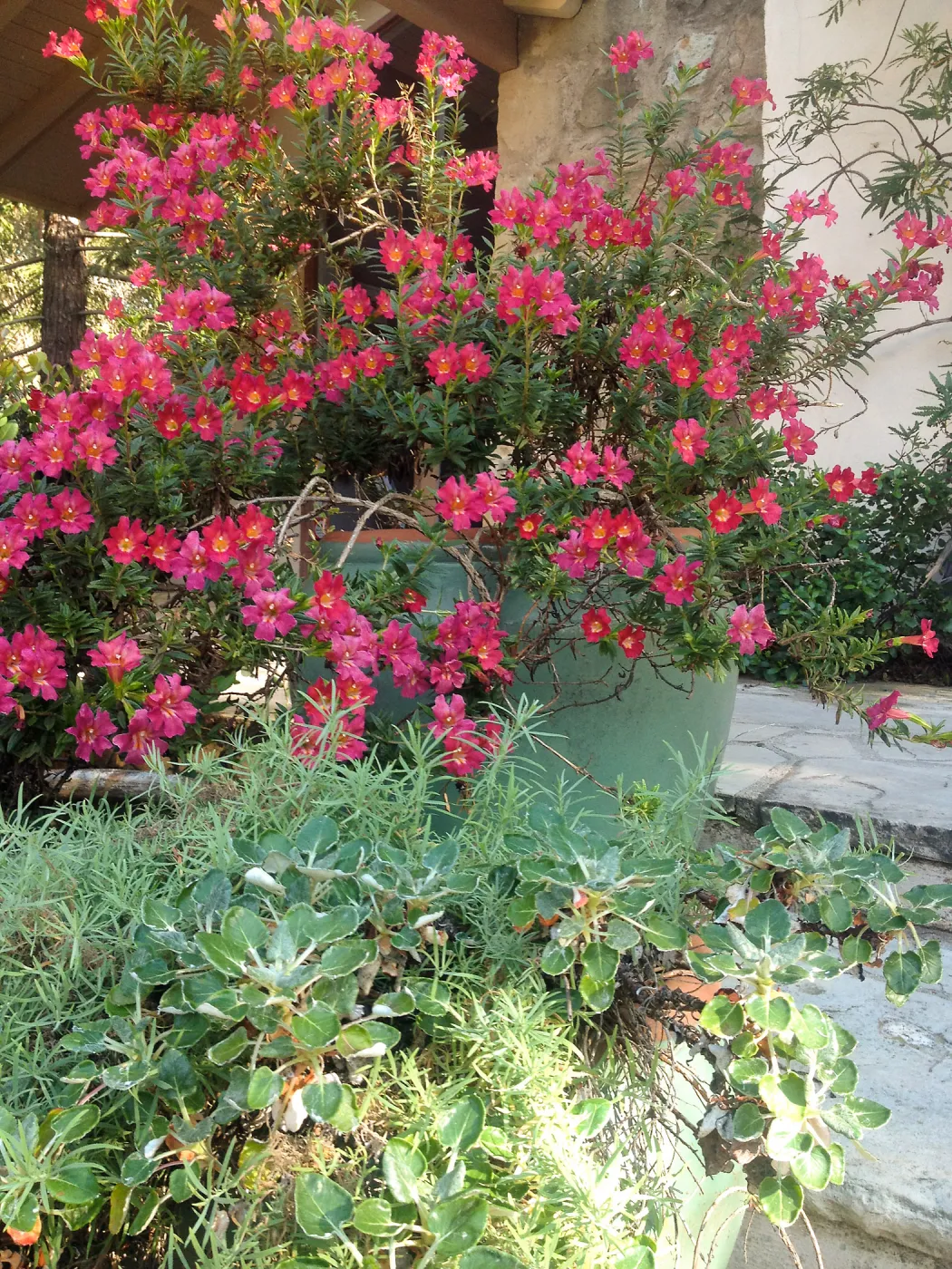Monkeyflower in bloom