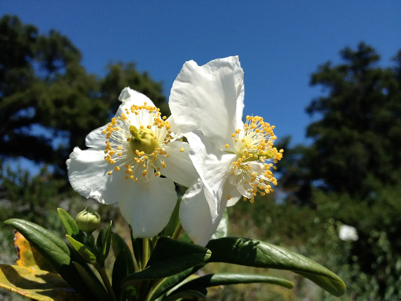 Porter Trail in bloom