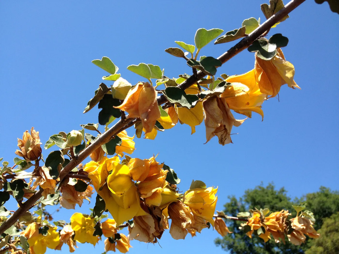 Fremontia in bloom, Porter Trail