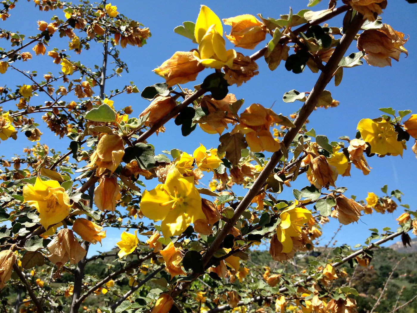 Fremontia in bloom, Porter Trail
