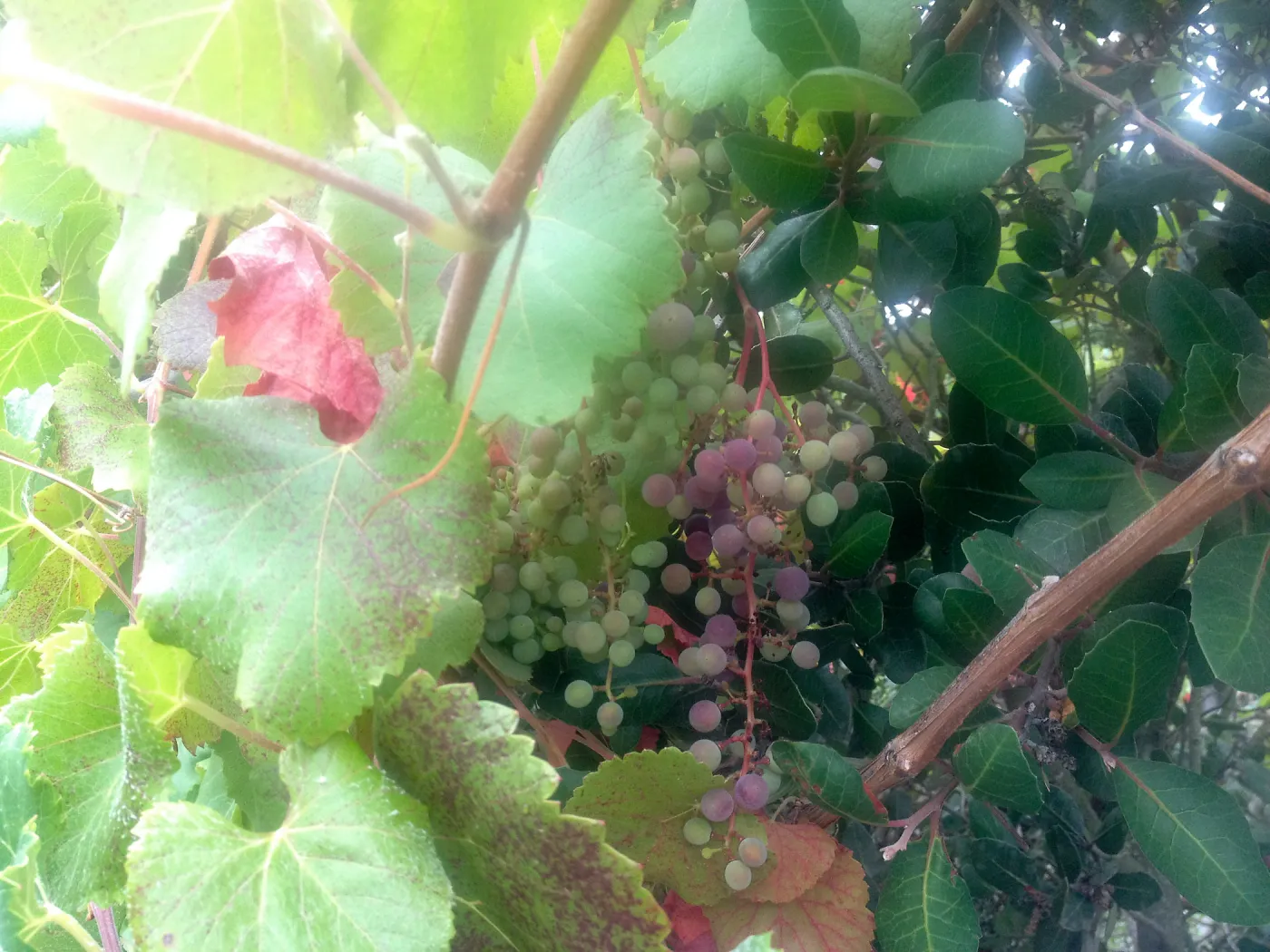 native grape, SBBG