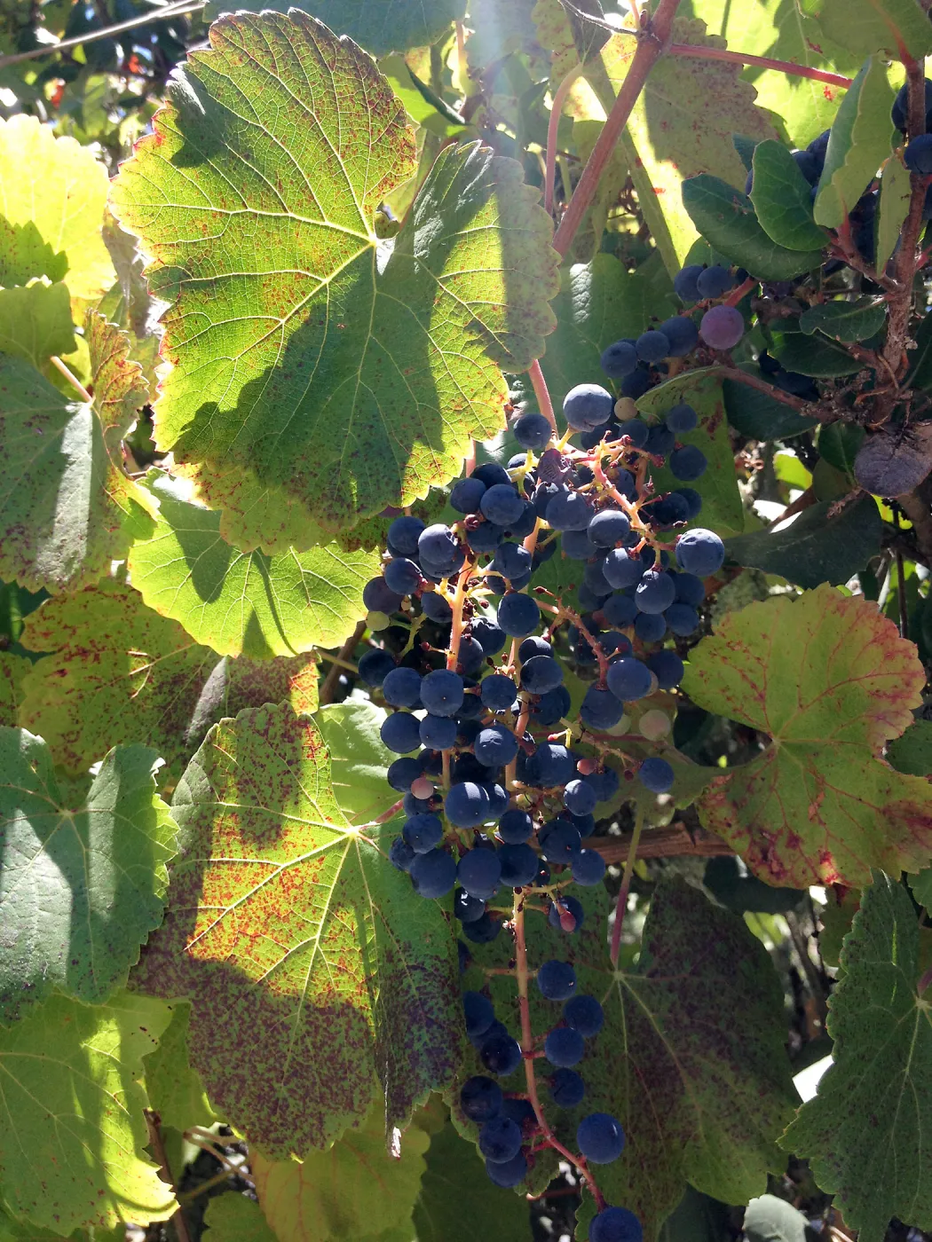 fall color, native grapes, SBBG