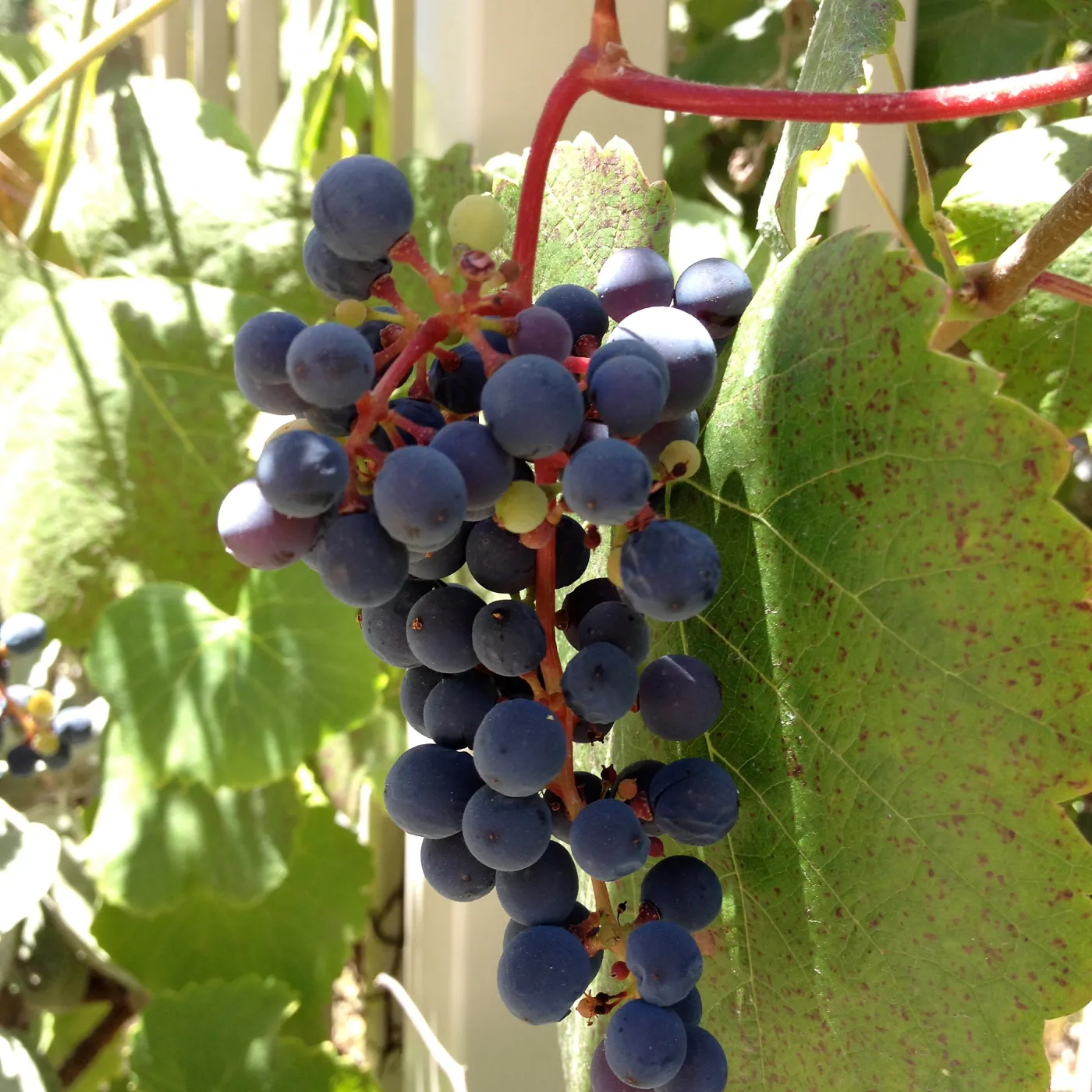 fall color, native grapes, SBBG