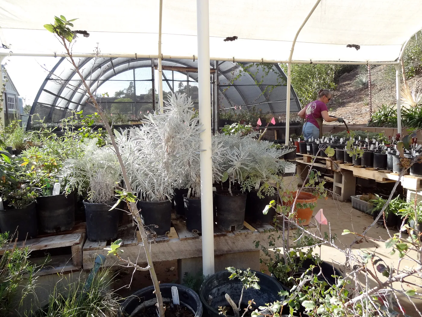 Hort Unit, plants and propagation beds