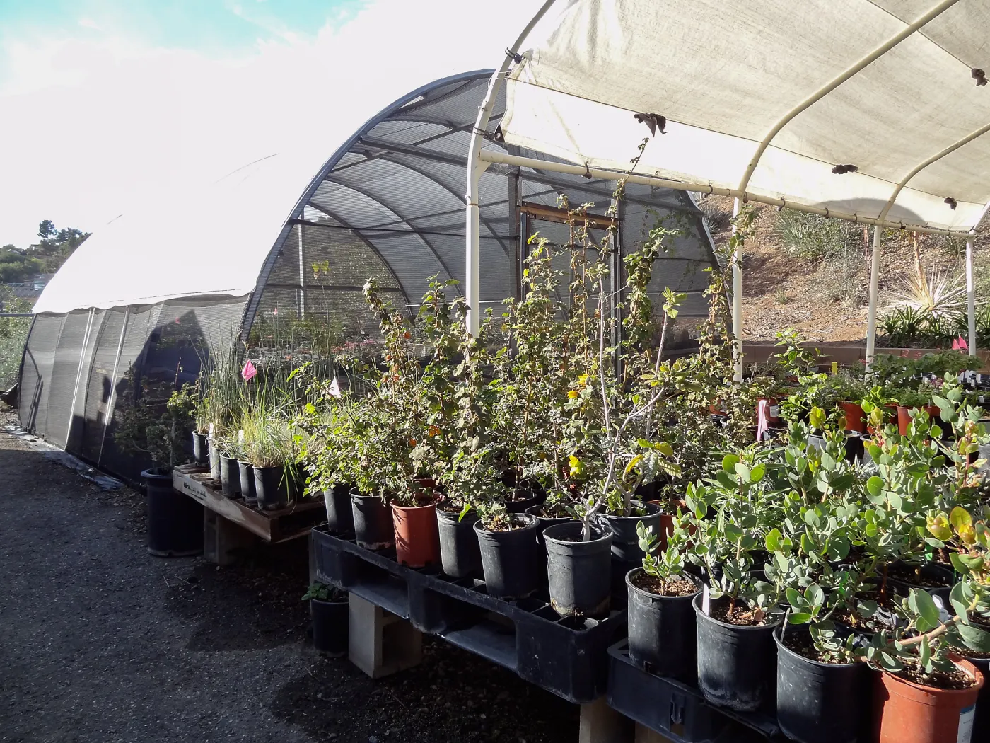 Hort Unit, plants and propagation beds