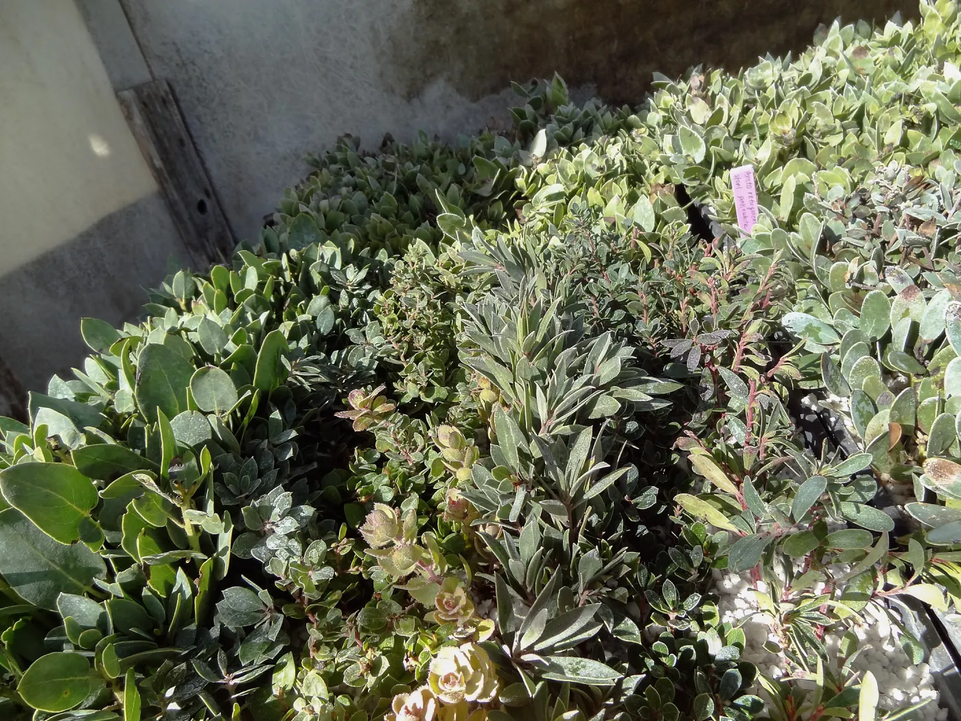 Hort Unit, plants and propagation beds