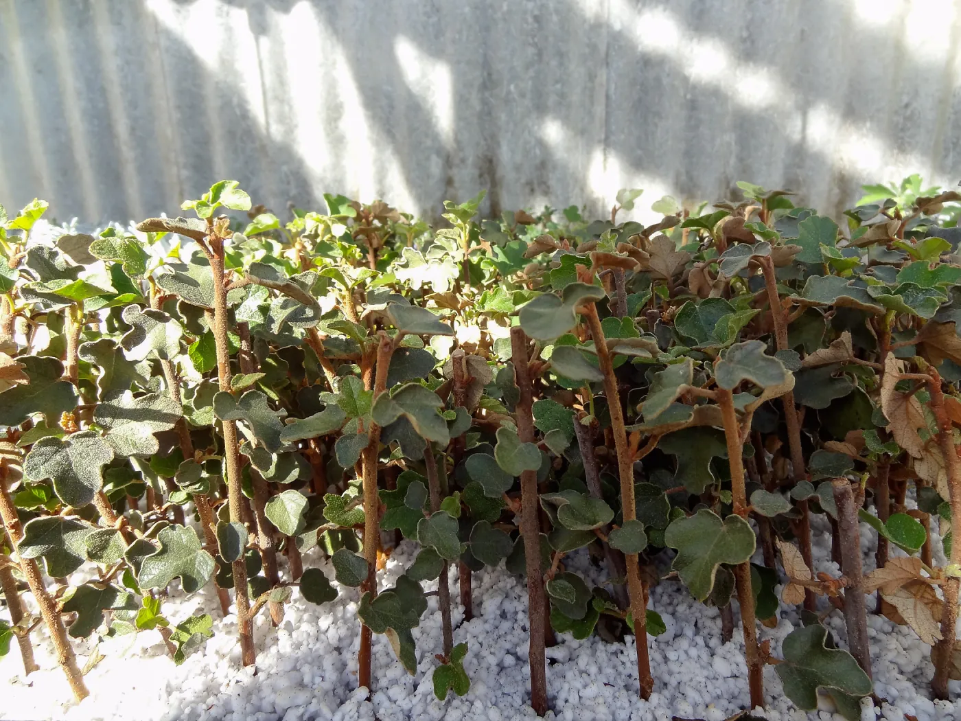 Hort Unit, plants and propagation beds