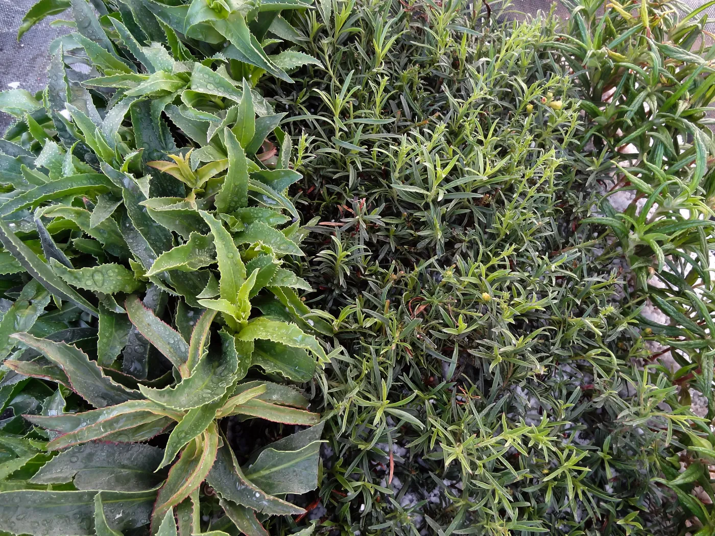 Hort Unit, plants and propagation beds