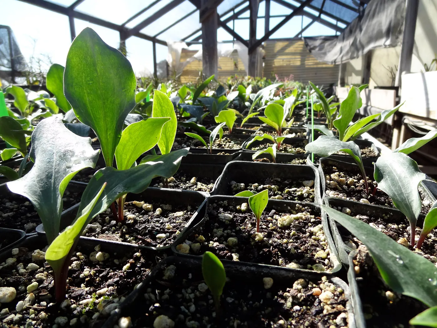 Hort Unit, plants and propagation beds