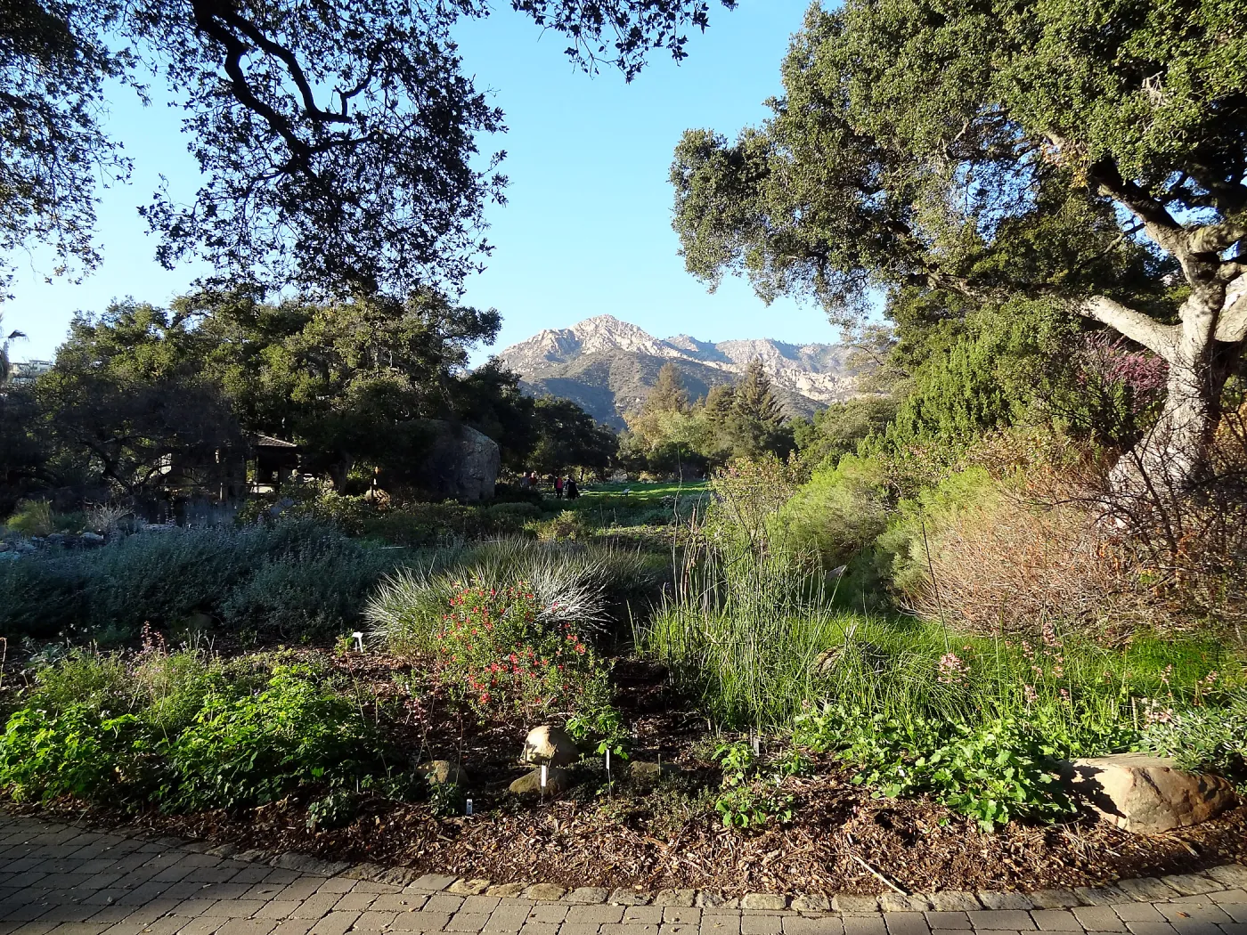 lower Meadow, SBBG