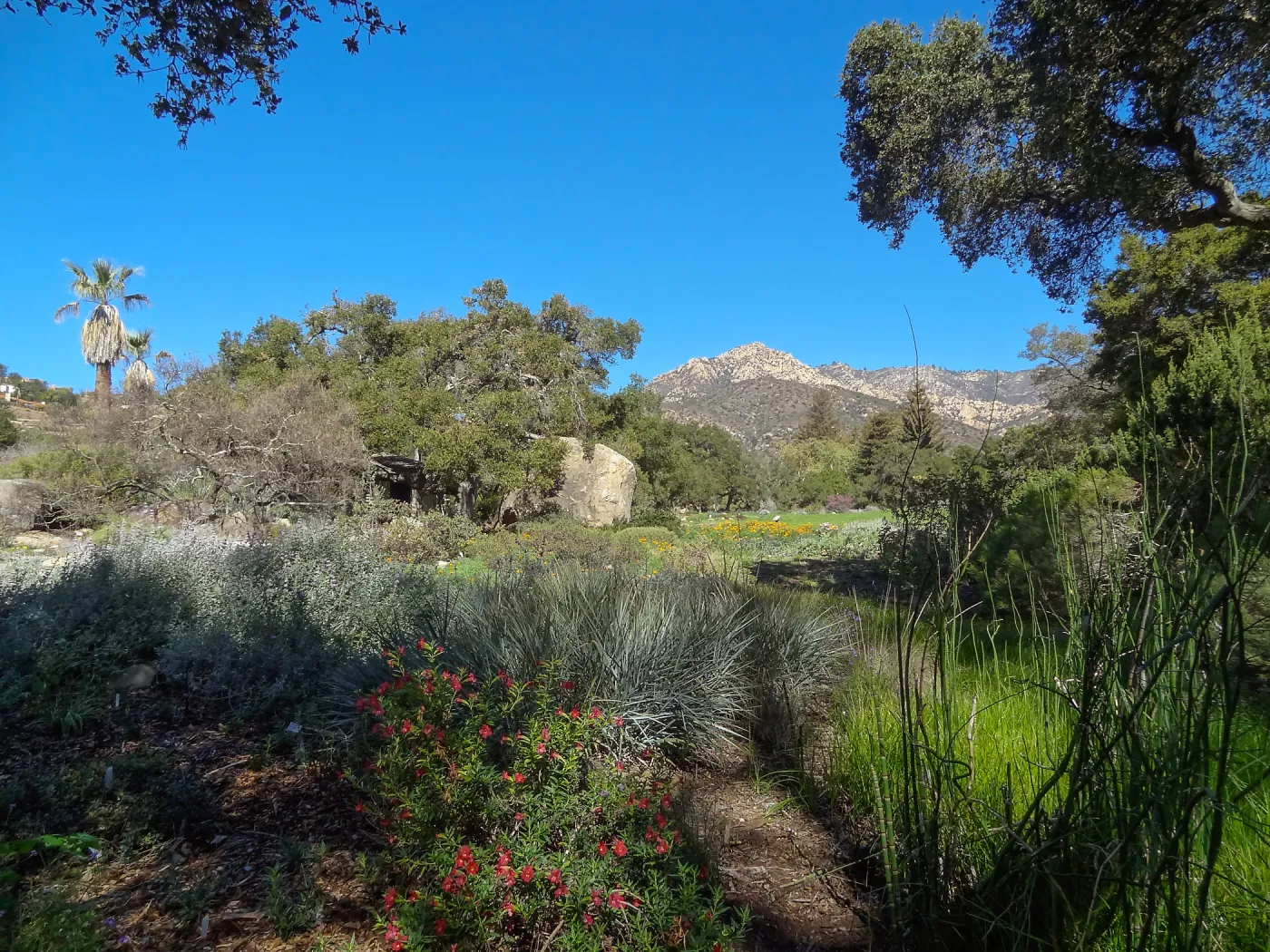 lower Meadow, SBBG