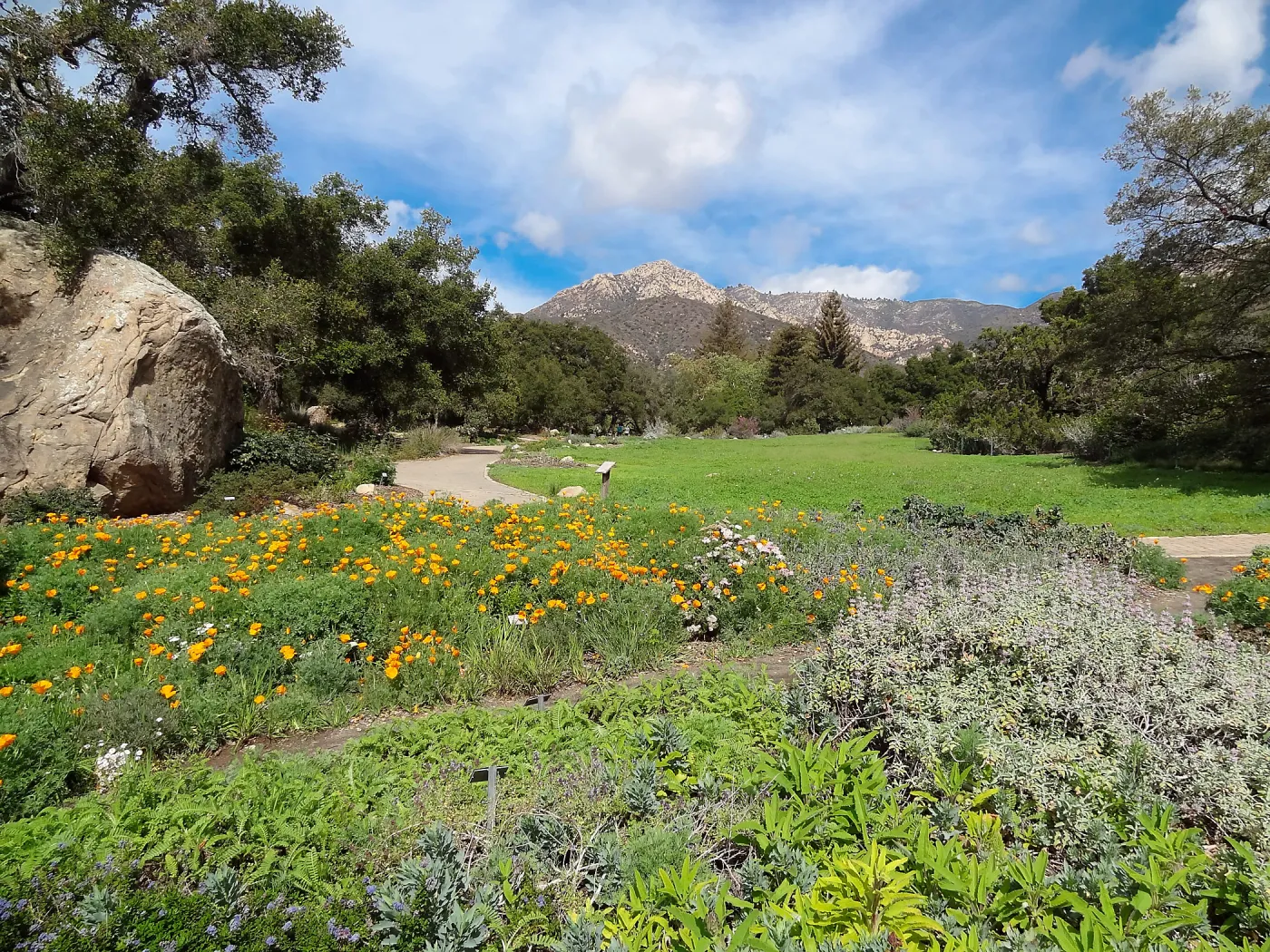 spring wildflowers, lower Meadow