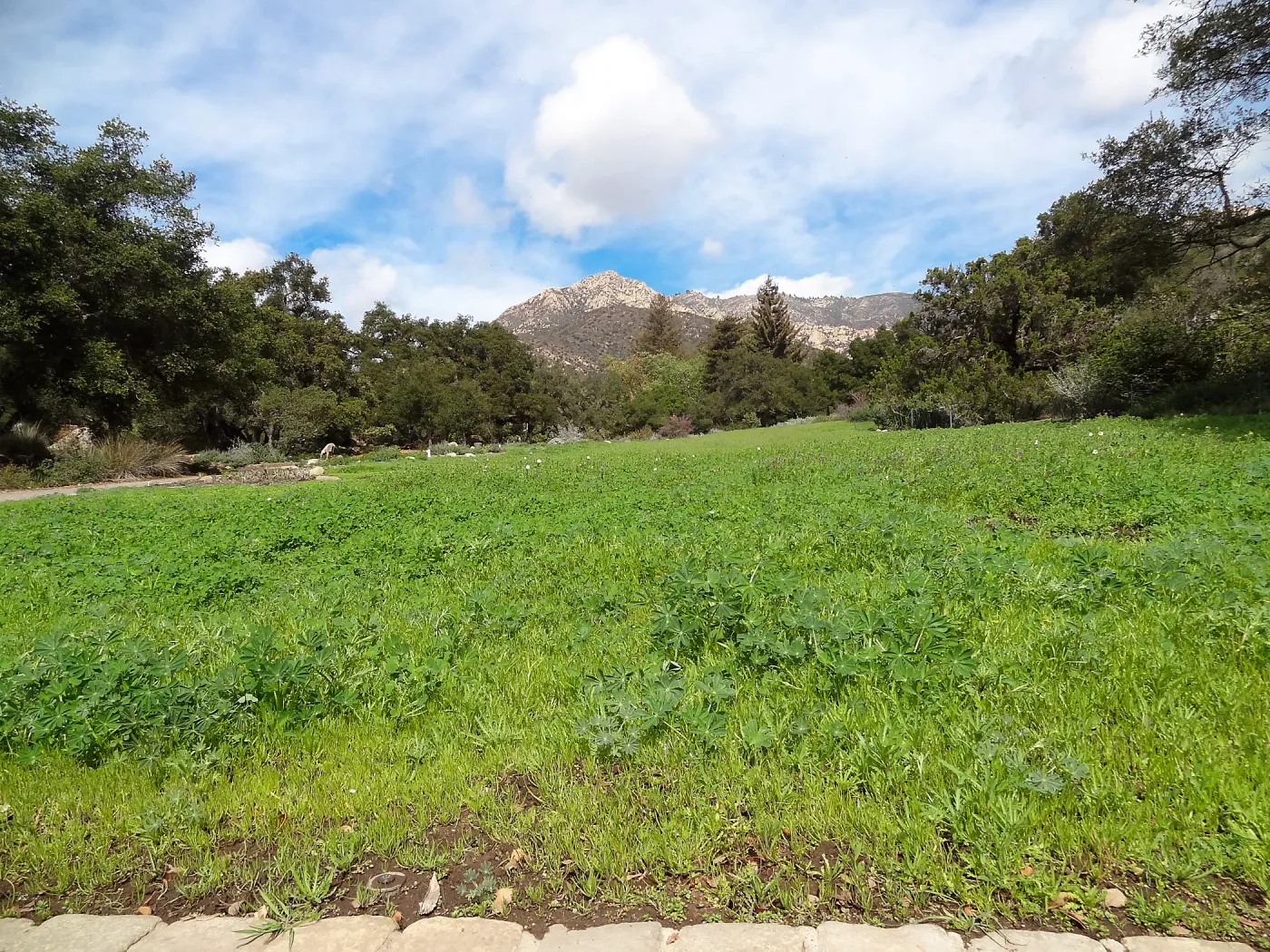 Meadow Revival Project, Meadow, SBBG