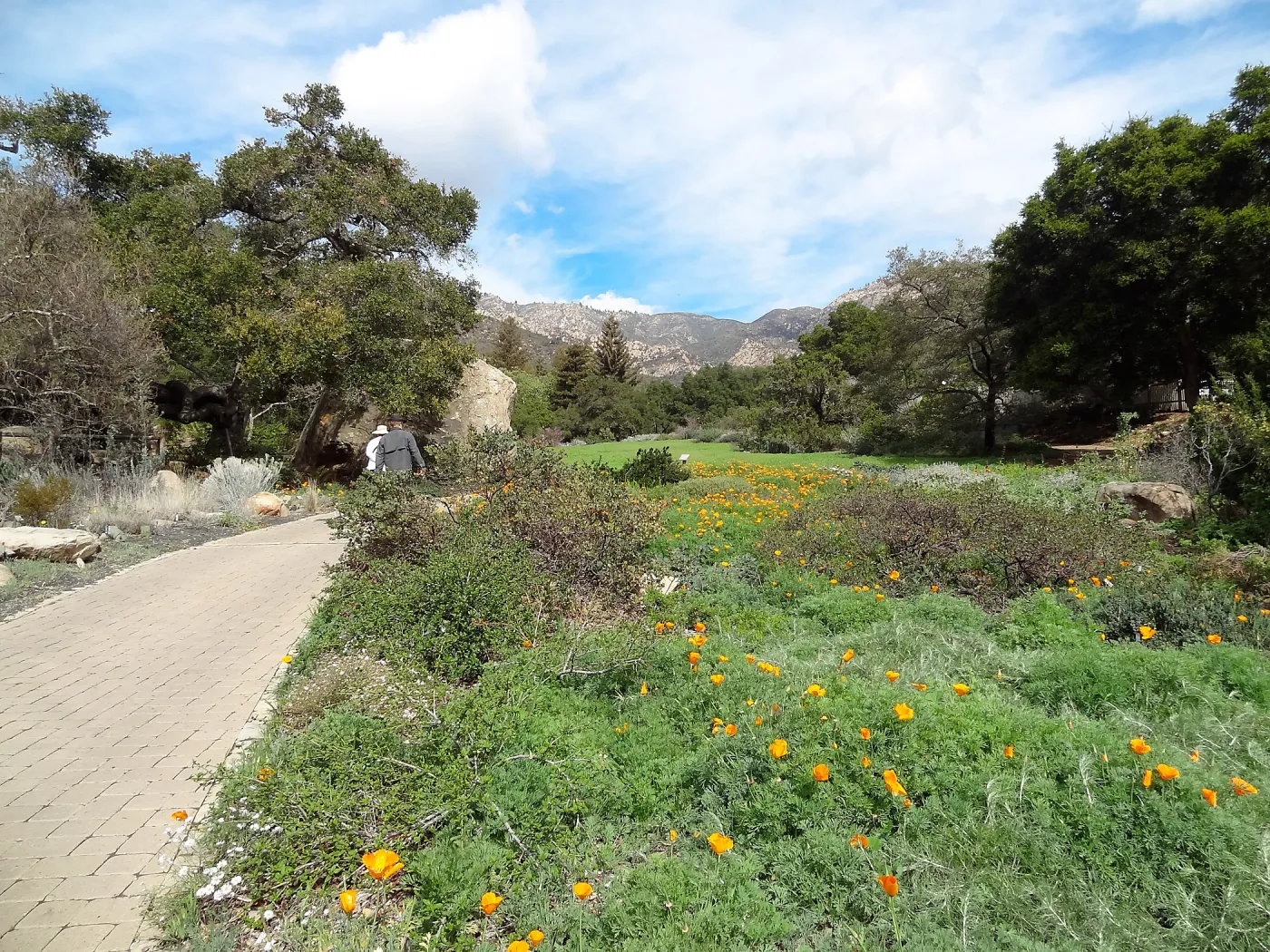 spring wildflowers, lower Meadow, visitors along path, Desert Section