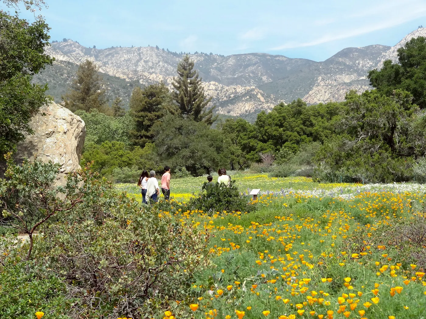 vistors, spring wildflower Meadow, 2014