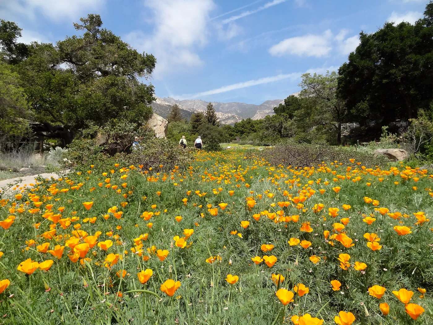 spring wildflower Meadow, 2014