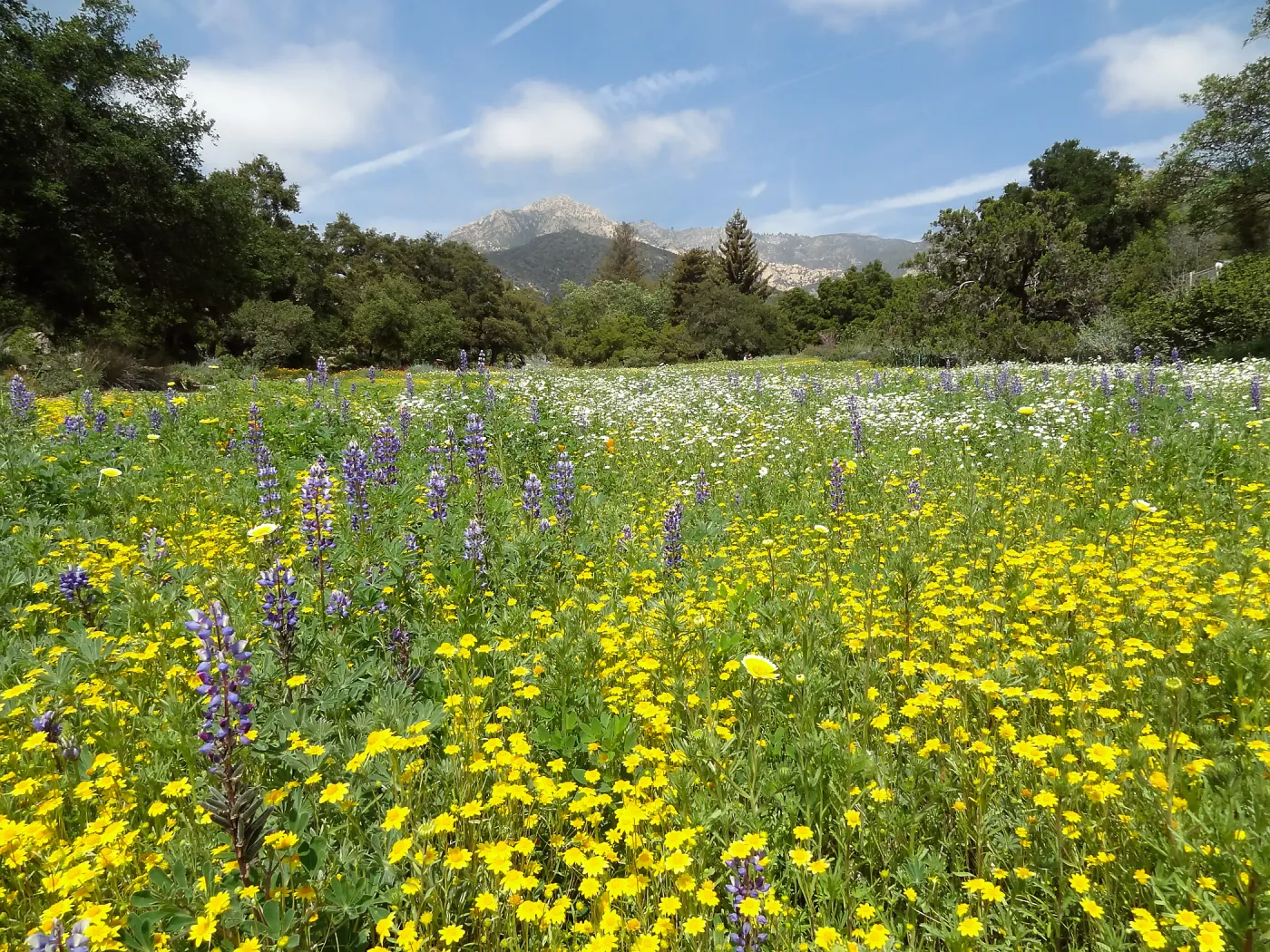 spring wildflower Meadow, 2014 (lupine)