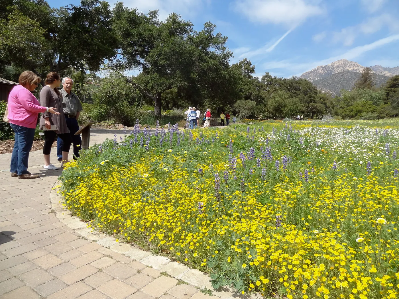 spring wildflower Meadow, 2014