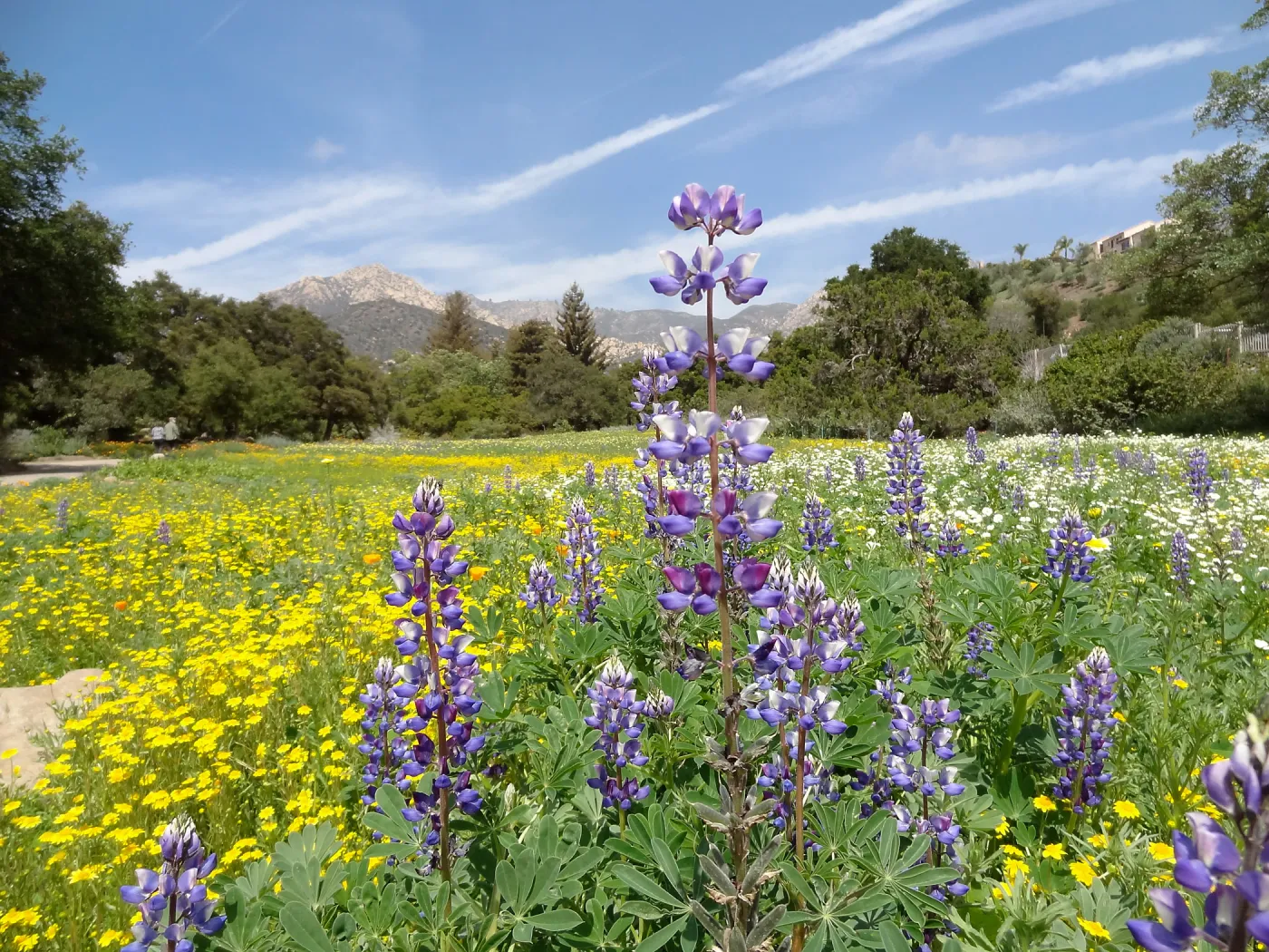 spring wildflower Meadow, 2014 (lupine)