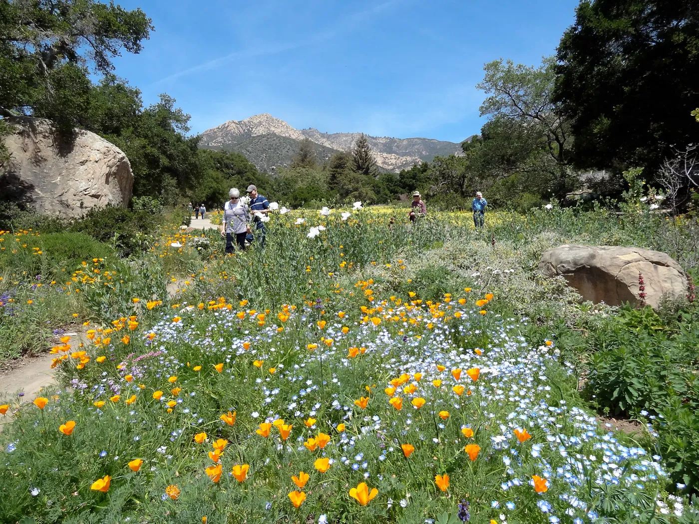 visitors, Blaksley Boulder, spring wildflower Meadow 2014, SBBG