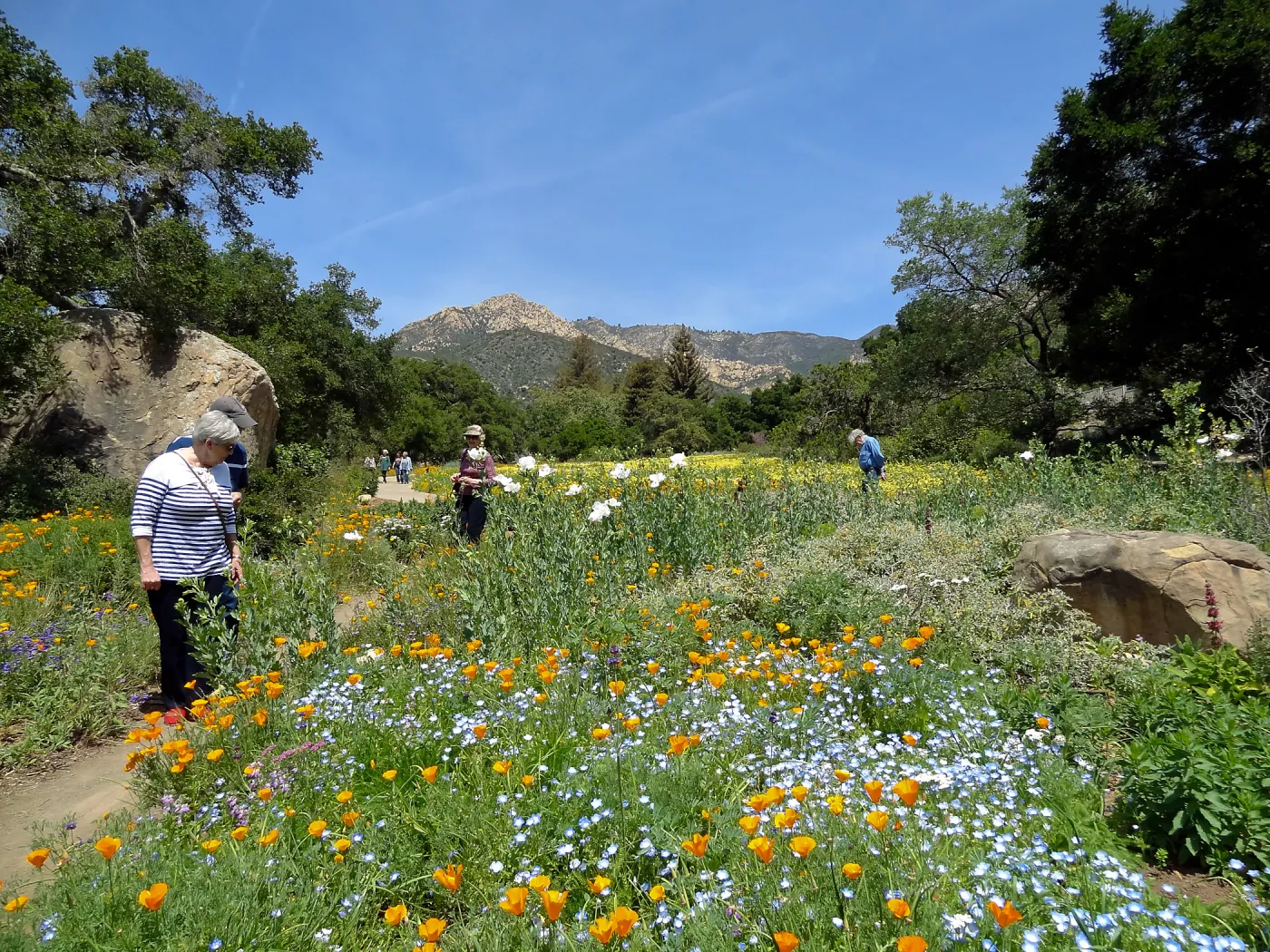 visitors, Blaksley Boulder, spring wildflower Meadow 2014, SBBG