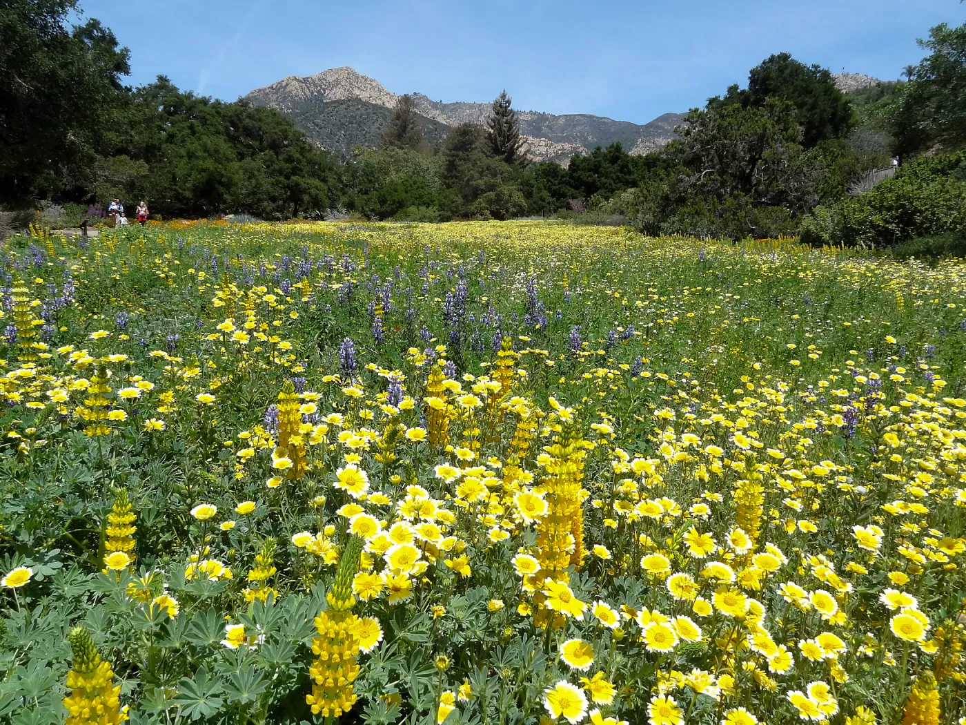 spring wildflower Meadow 2014, SBBG