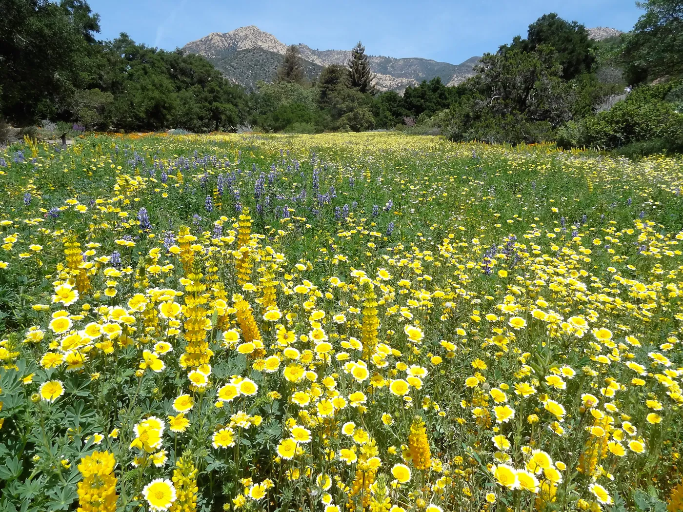 spring wildflower Meadow 2014, SBBG