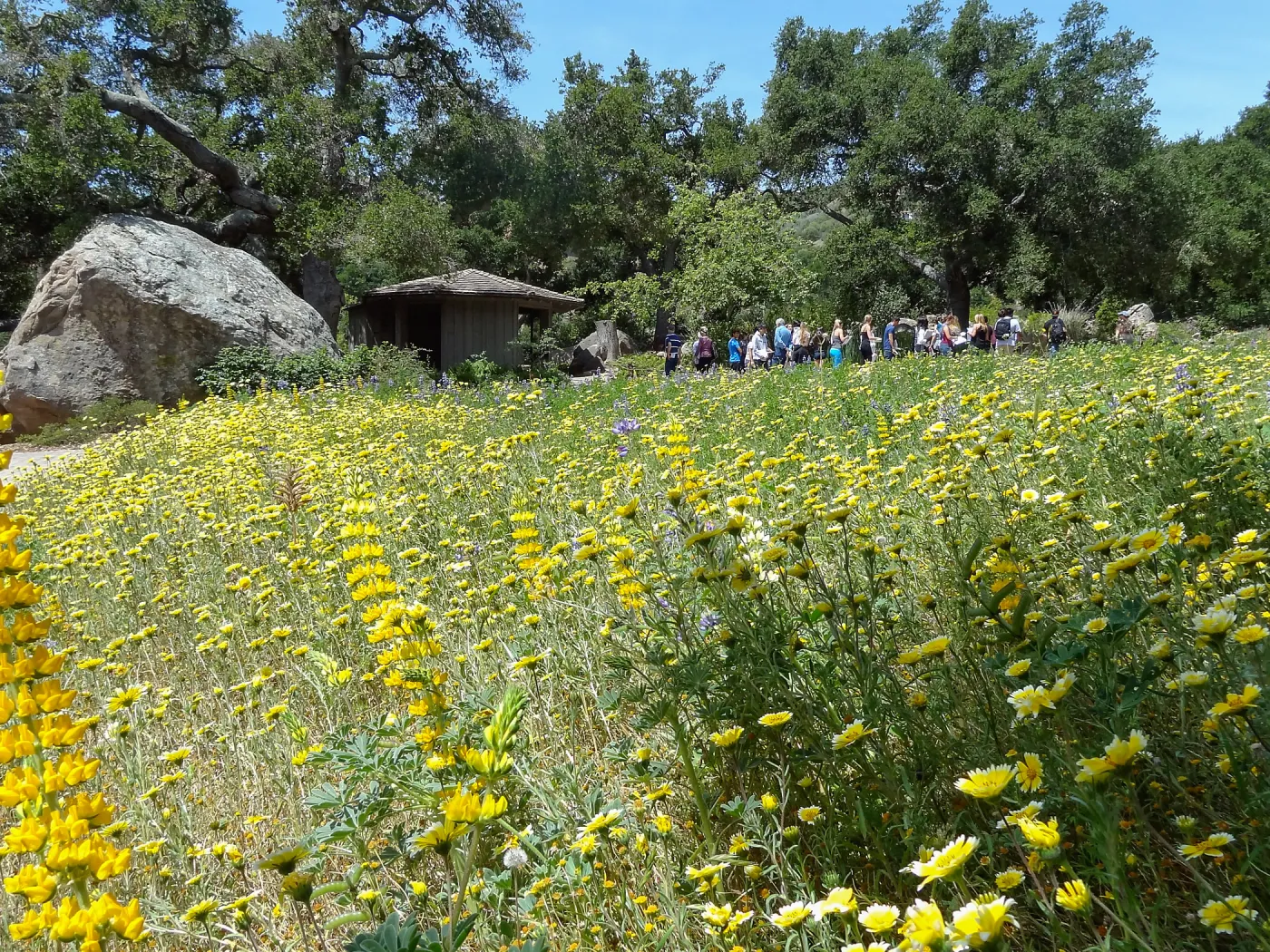 SBCC class, spring wildflower Meadow 2014, SBBG