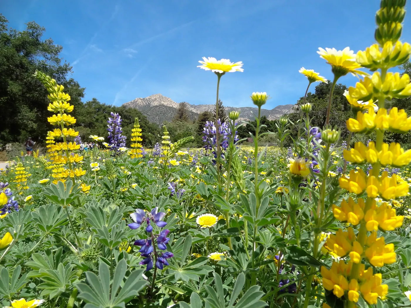 spring wildflower Meadow 2014, SBBG (lupine) (tidy tips)