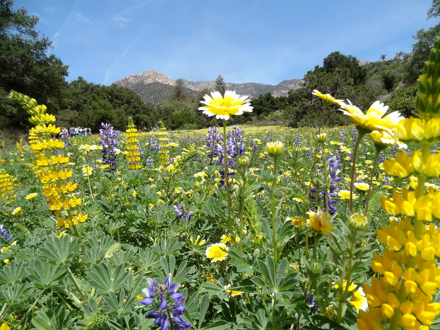 spring wildflower Meadow 2014, SBBG (lupine) (tidy tips)