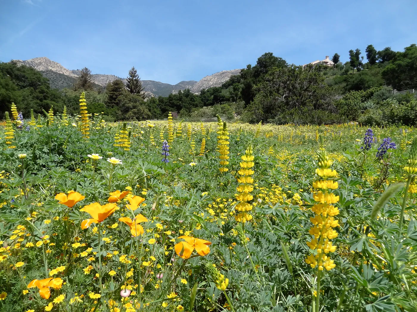 spring wildflower Meadow 2014, SBBG (lupine) (California Poppy)