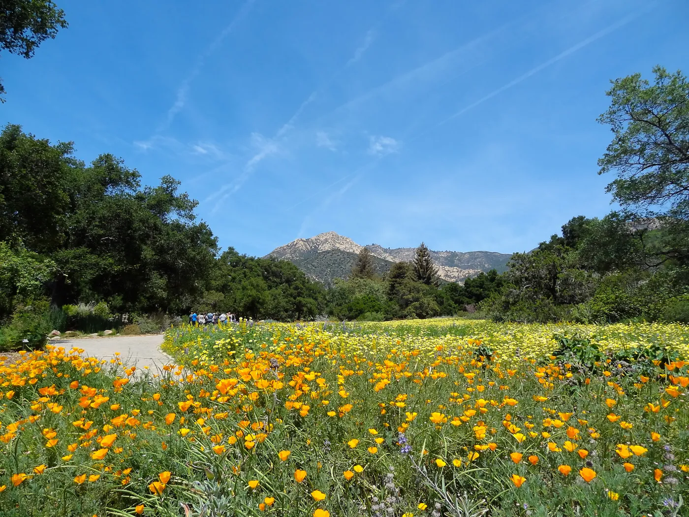 spring wildflower Meadow 2014, SBBG