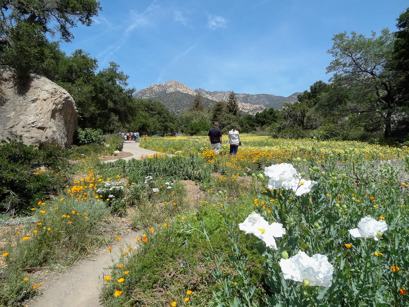 visitors, spring wildflower Meadow 2014, SBBG