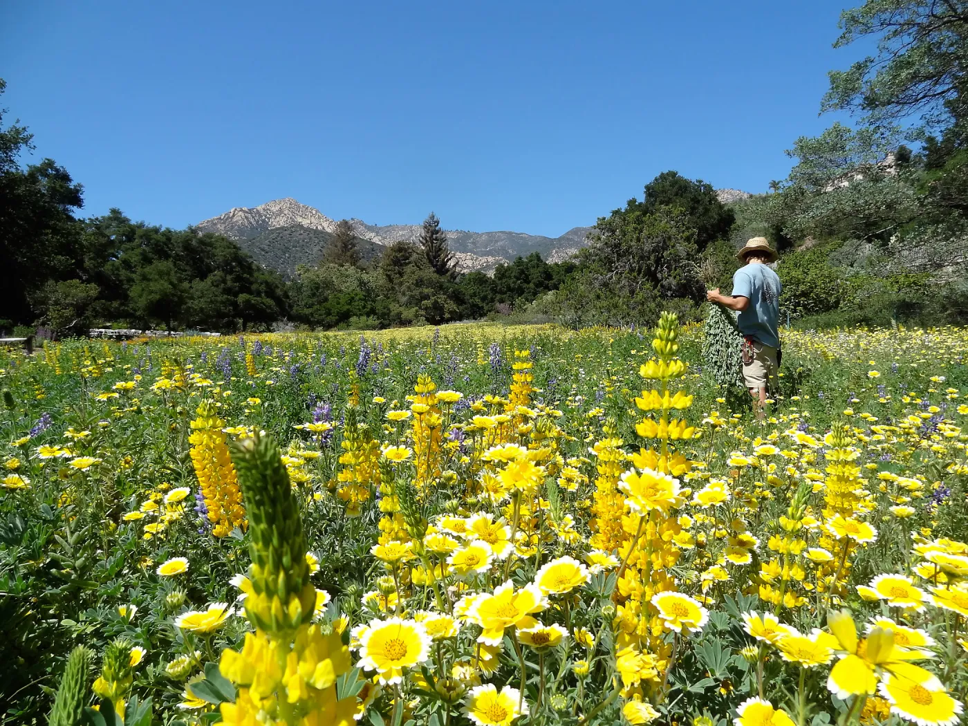 Riley Kriebel, SBBG spring wildflower Meadow, 2014 (lupine) (tidy tips)