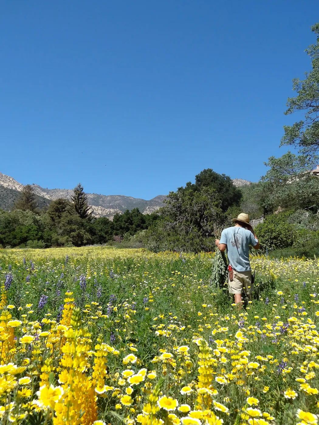 Riley Kriebel, SBBG spring wildflower Meadow, 2014 (lupine) (tidy tips)