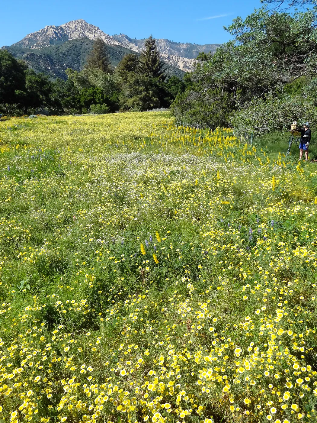 SBBG spring wildflower Meadow, 2014